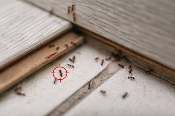 Best Affordable Pest Control Services  in Clton, IN