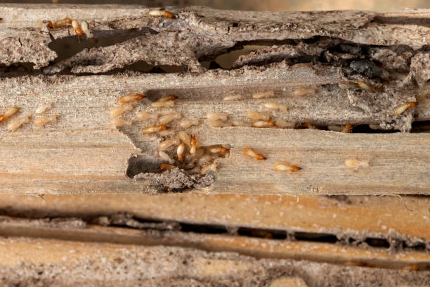 Best Best Pest Control Companies  in Clton, IN