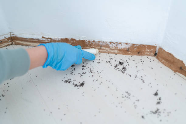 Best Flea Control Services  in Clton, IN