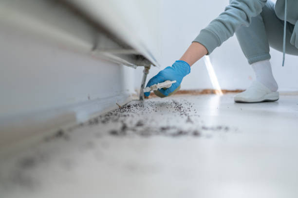 Best Termite Control Services  in Clton, IN